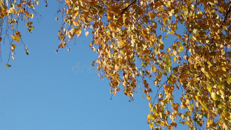 Листья желтой березы от угла
